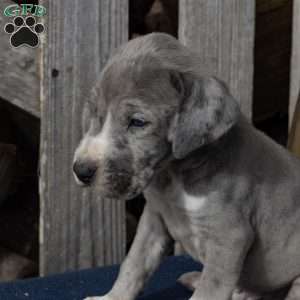 Harry, Great Dane Puppy